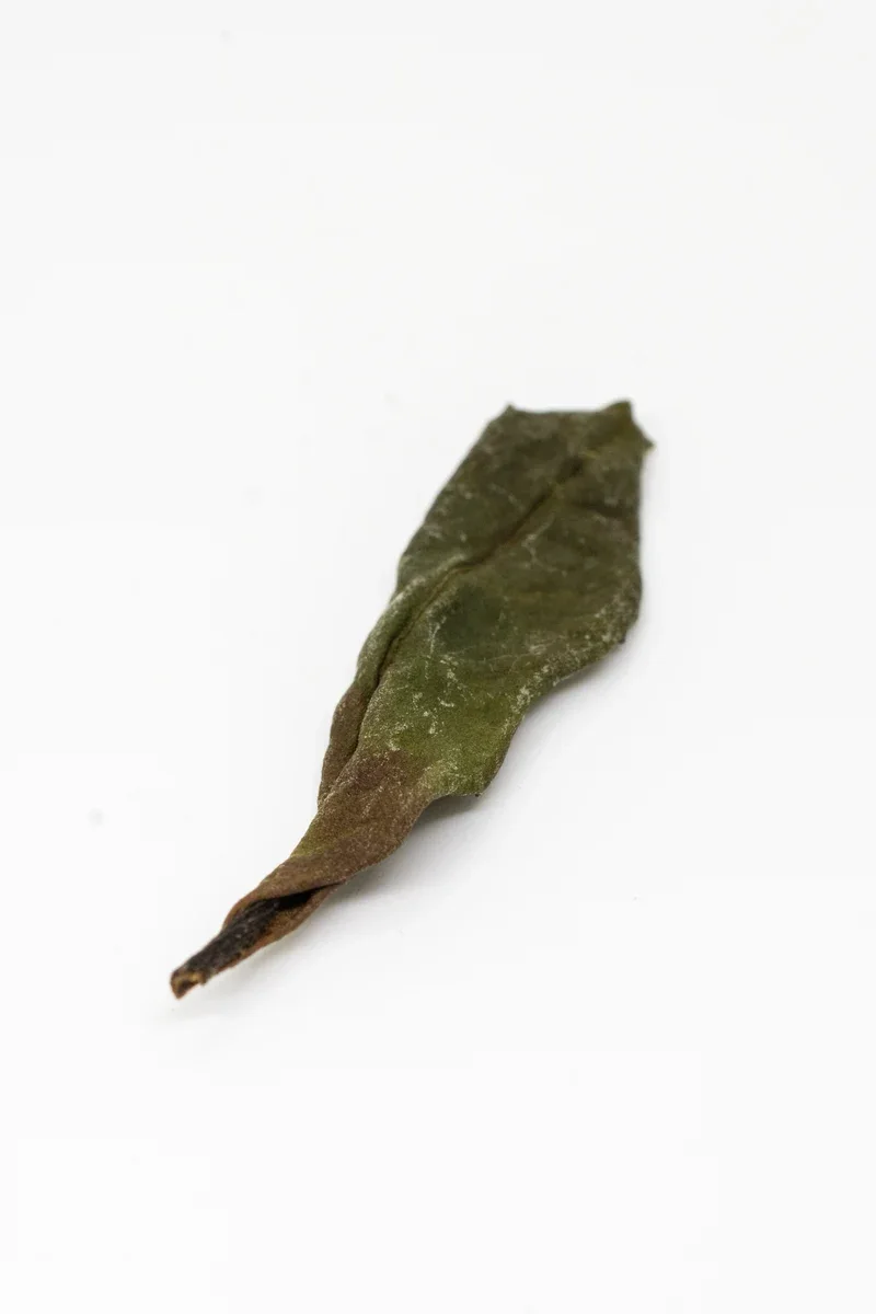 Shǒu Méi Xīn Chá