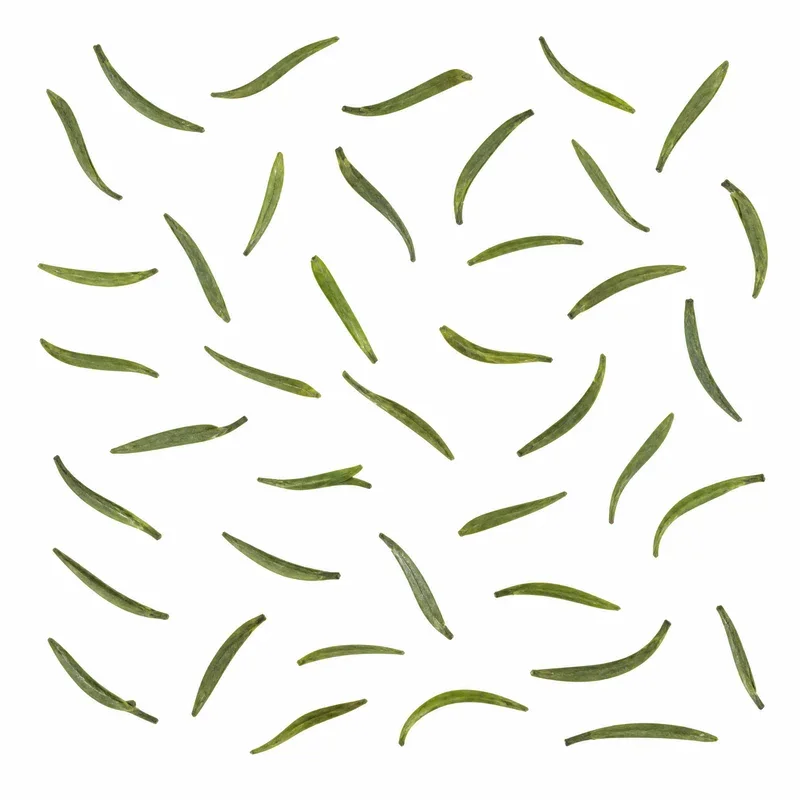 漢中仙毫