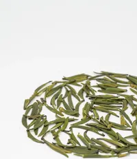 竹葉青